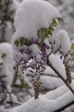 紫藤花雪景