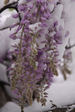 雪后紫藤花