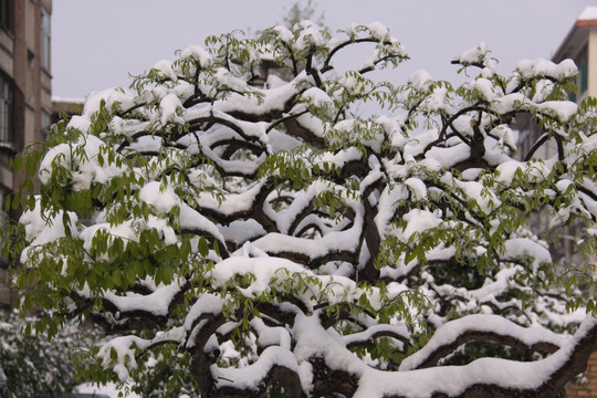 树木雪景