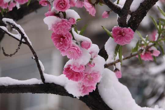 雪中桃花