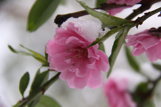 雪中桃花