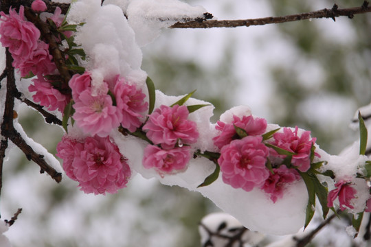 雪中桃花