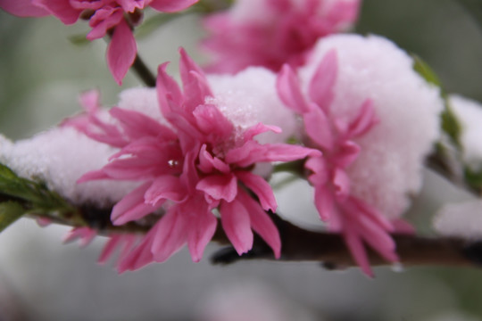 雪中桃花