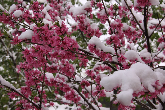 雪中桃花