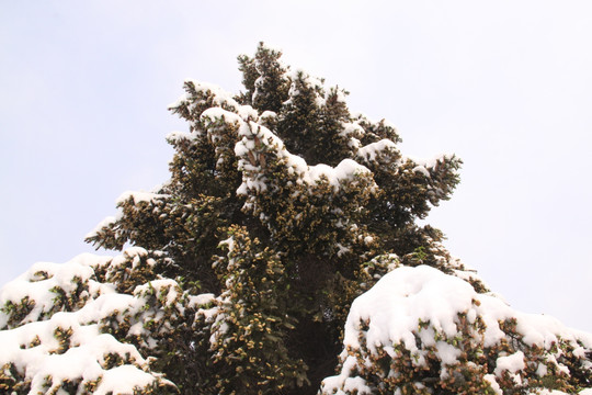 树木雪景