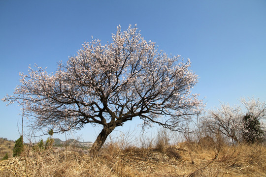 杏树