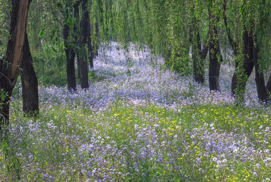 紫红色小花