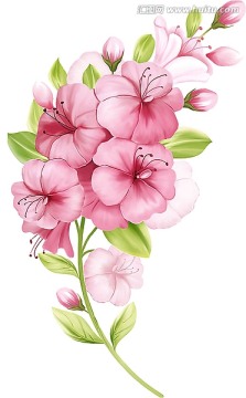 紫荊花