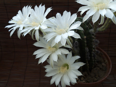 仙人球花 洁白 花朵 露珠