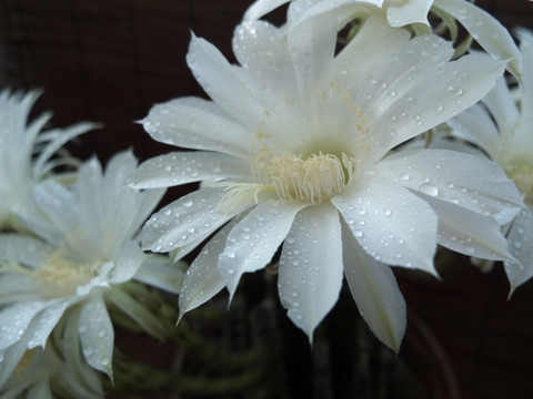 仙人球花 洁白 花朵 露珠 盛