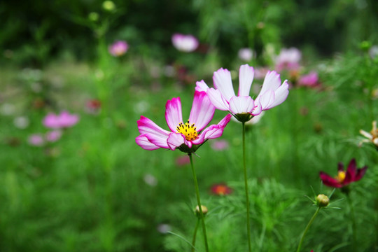 格桑花