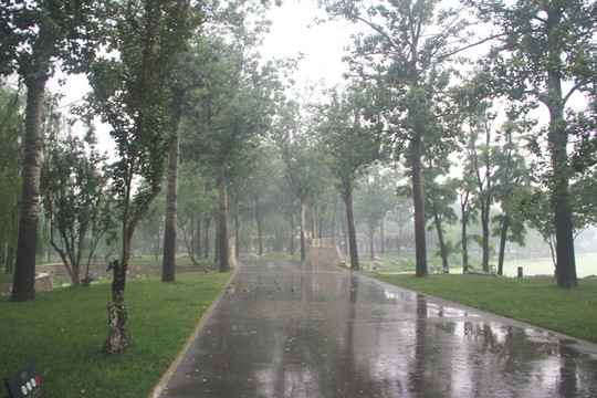 雨天天津北宁公园风景林荫道