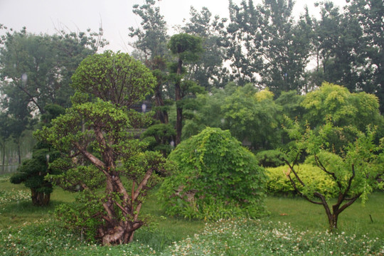 雨天天津北宁公园草坪盆景树