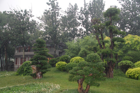 雨天天津北宁公园草坪盆景树