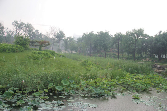 雨天天津北宁公园荷塘