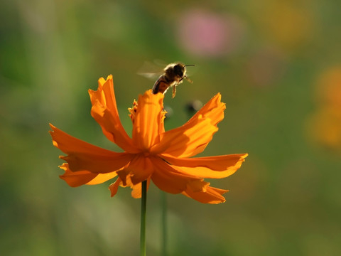 小花