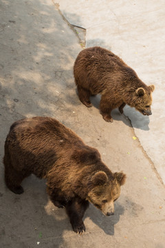 北京动物园灰熊