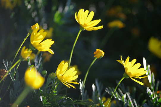 邹菊