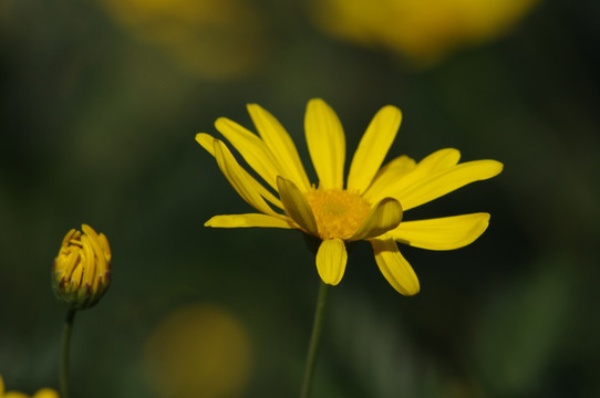 邹菊