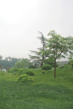 雨天北宁公园绿地树木