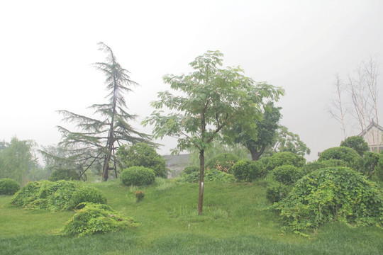 雨天北宁公园绿地树木