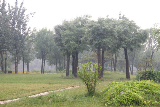 雨天北宁公园树木绿地