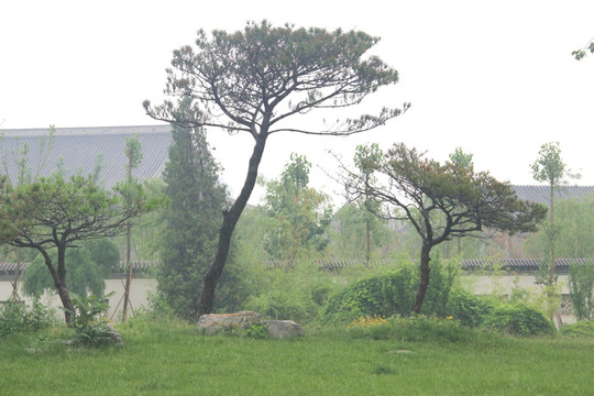 雨天北宁公园湖水草坪松树盆景