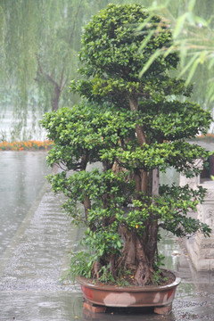 雨天北宁公园盆景