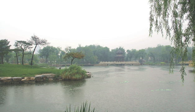 雨天北宁公园绿地湖水松树盆景