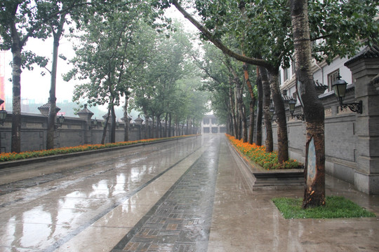 雨天天津北宁公园风景林荫道