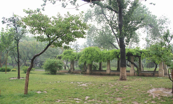 雨天天津中山公园绿地树