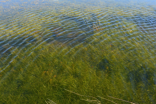 若尔盖草源湿地水草