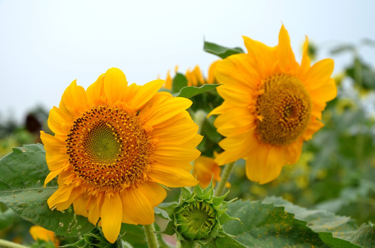 向日葵花 太阳花