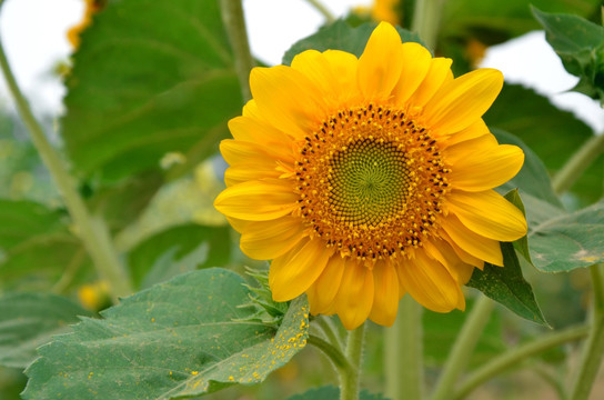 向日葵花 太阳花