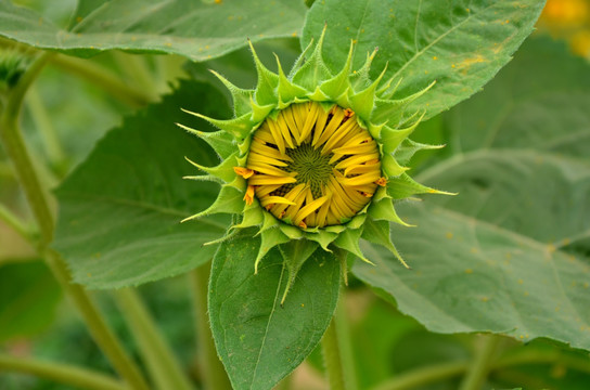 向日葵花 太阳花