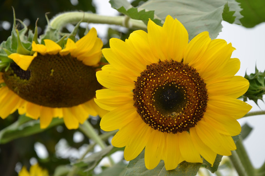 向日葵花 太阳花