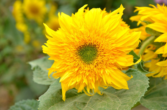 向日葵花 太阳花