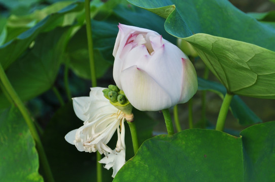 荷花 白莲 莲蓬