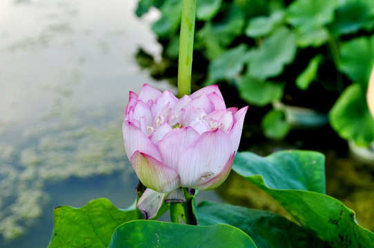 荷花 花蕾 花苞