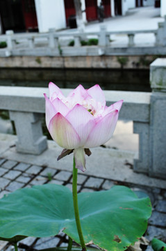 荷花 花蕾 花苞