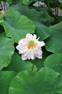 荷花 白莲花 残荷