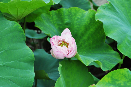 荷花 花蕾 花苞 花卉