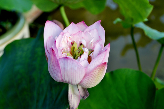 荷花 花蕾 花苞