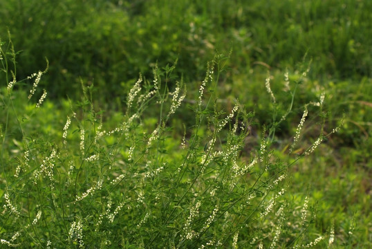 花草素材