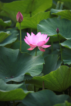 荷花 夏荷