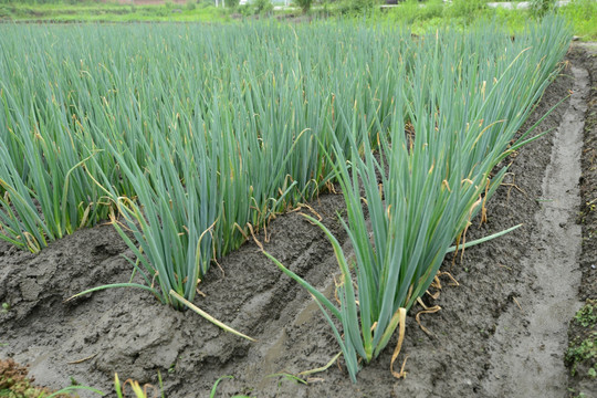 菜園大蔥種植