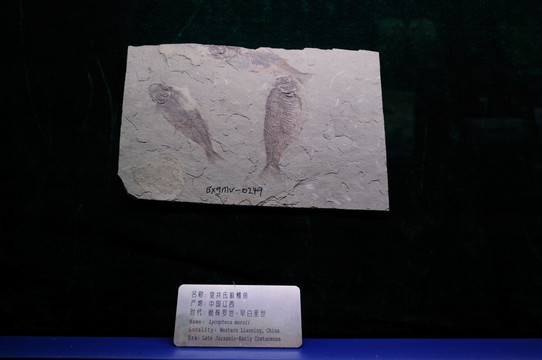 古生物化石  狼鳍鱼