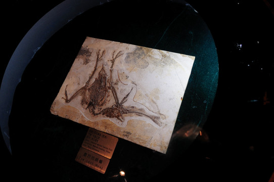 古生物化石 燕鸟吃鱼
