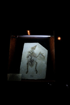 古生物化石 圣贤孔子鸟