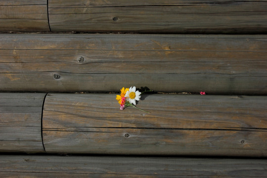 木缝间的花
